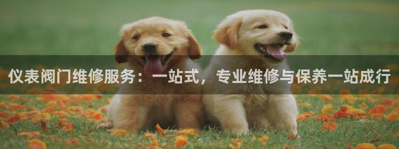 新宝gg计划
