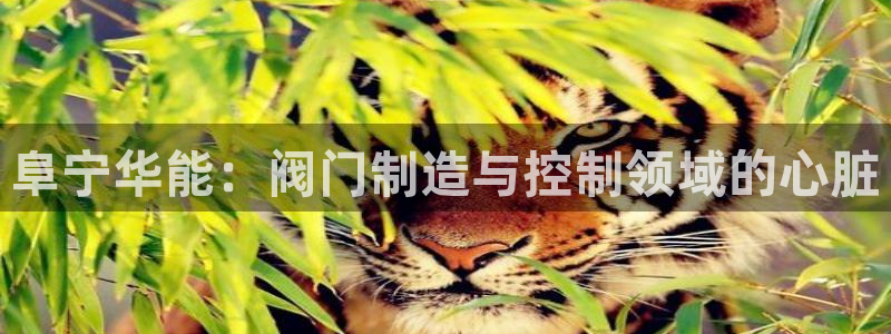 新宝gg黑平台