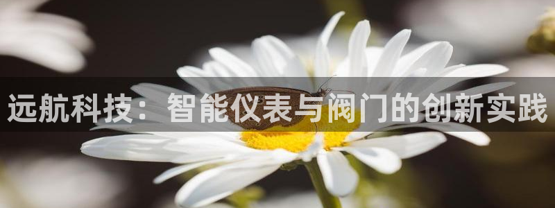 新宝gg是什么