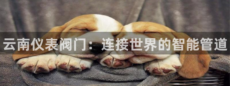 怎么代理新宝gg